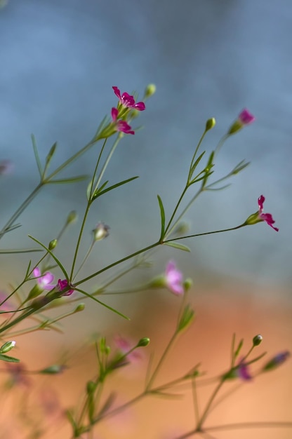 Flowers in front of a colorful background