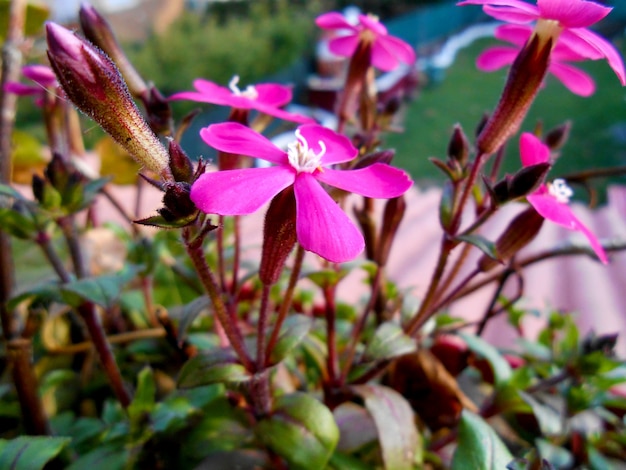 太陽の下で輝く窓の中に花のフクシアの色