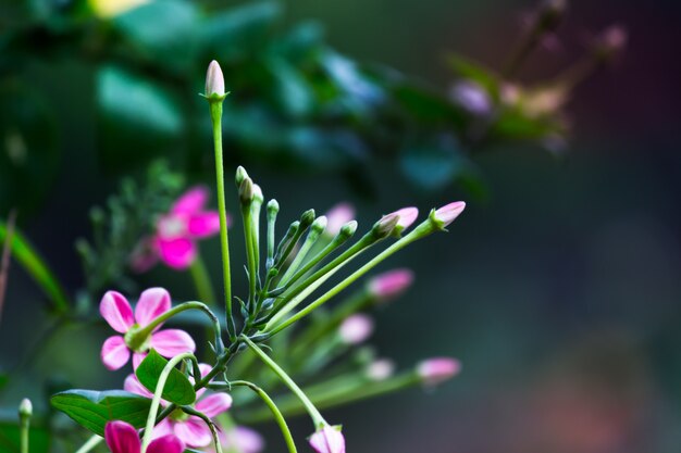 明るい晴れた日に庭に満開の花