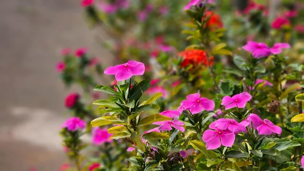 Flowers in the garden beautiful and colorful garden on a sunny day in a city in Brazil natural light selective focus