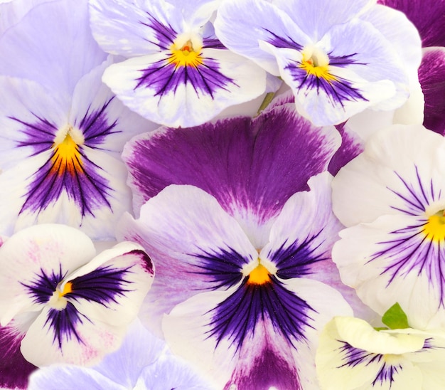 Flowers of garden pansies viola