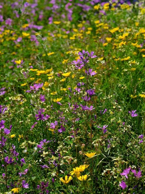 晴れた日の庭の花