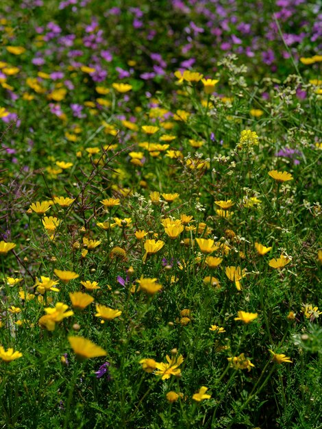 晴れた日の庭の花