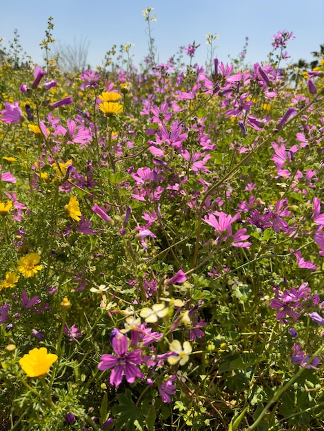 晴れた日の庭の花