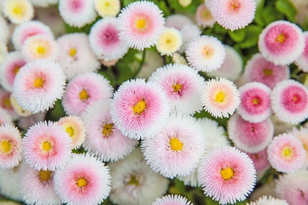 Flowers in garden. White pink daisies (Bellis perennis)