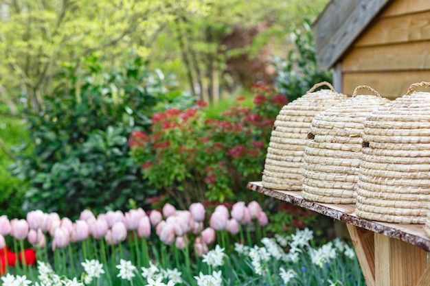 Flowers in the garden