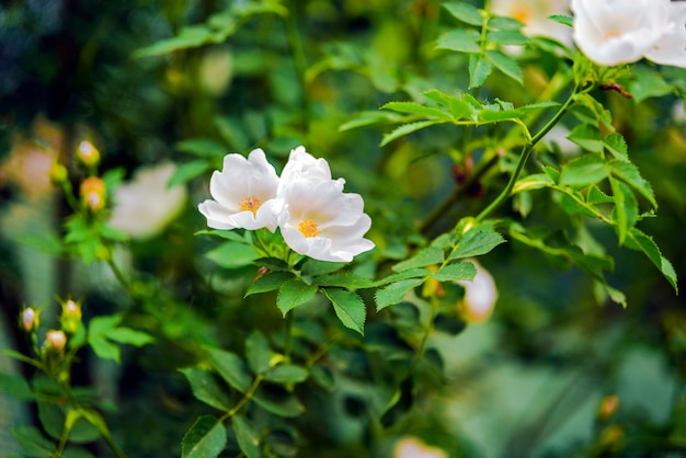 庭の花