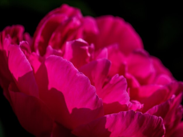 flowers in the garden