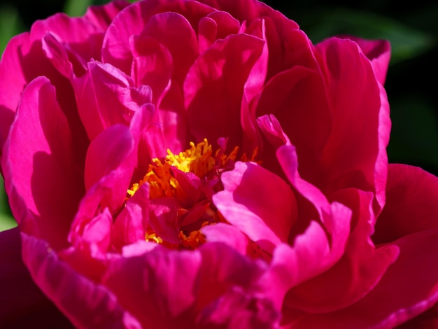 flowers in the garden