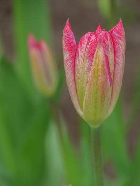 flowers in the garden