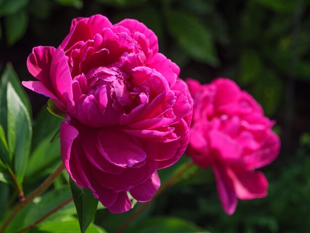 Photo flowers in the garden