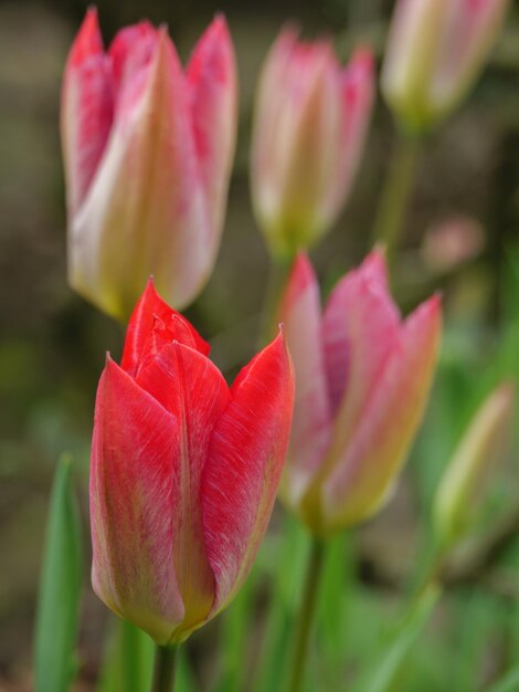 flowers in the garden