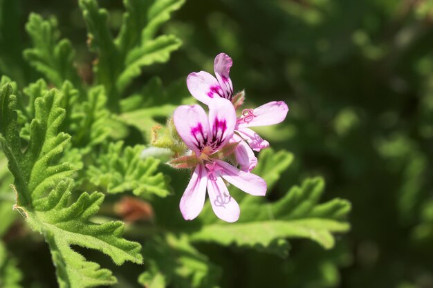 庭の花