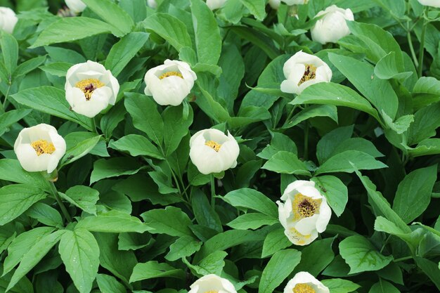 Flowers in garden