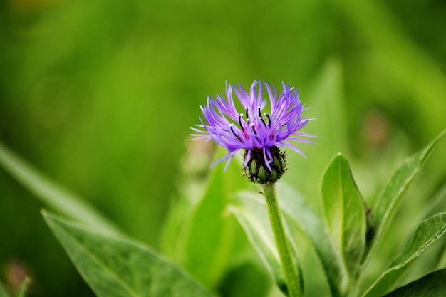 Flowers in a garden