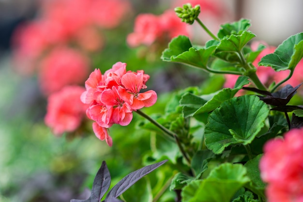 Flowers in a garden