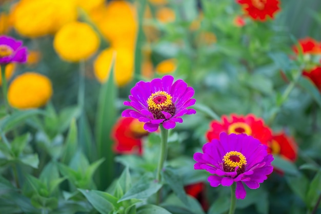 Photo flowers in the garden