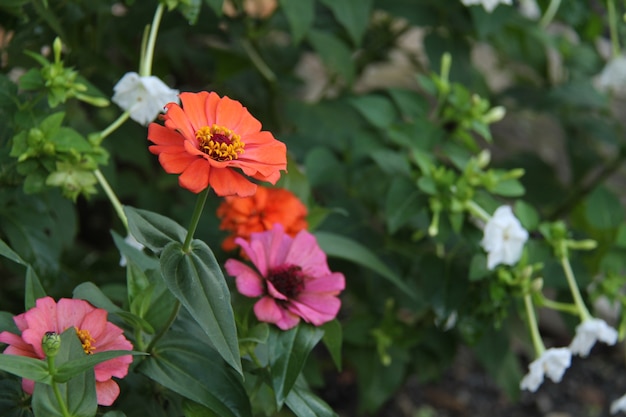 flowers in the garden