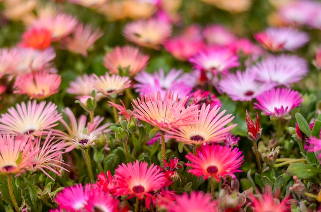 Flowers in the garden