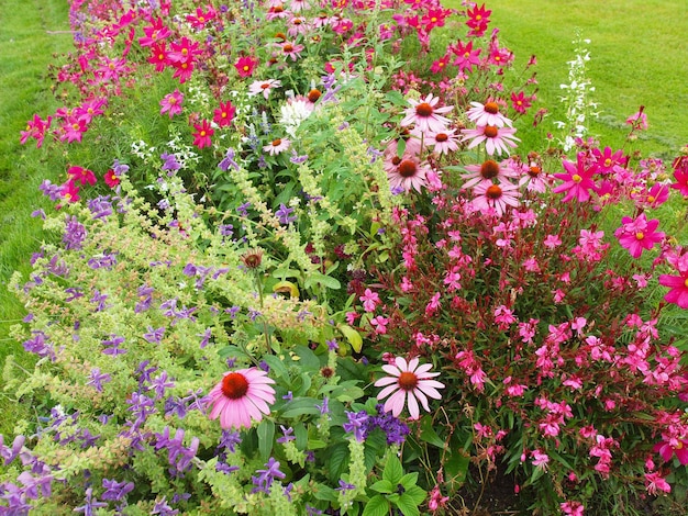 Flowers in garden