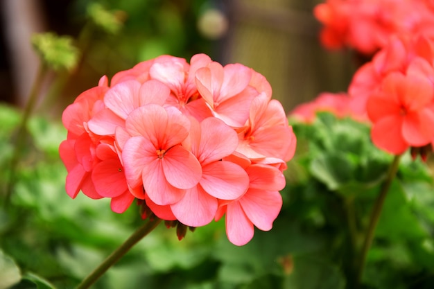 Flowers in the garden