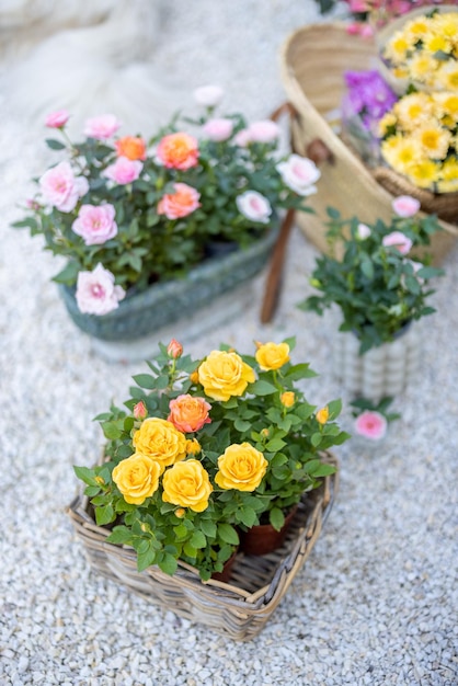 Flowers in garden