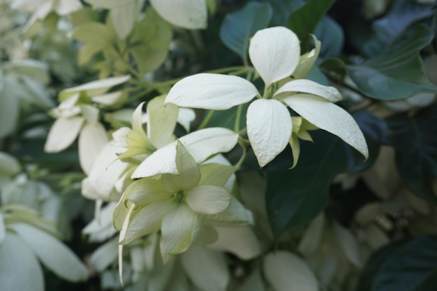 flowers in the garden