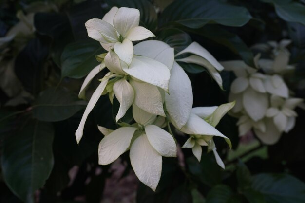 flowers in the garden