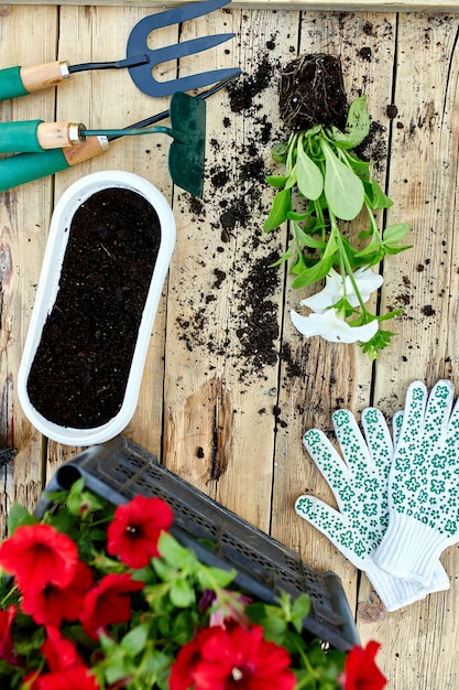 Flowers and gardening tools on wooden background. Petunia in a basket and garden equipments. Spring garden works concept.