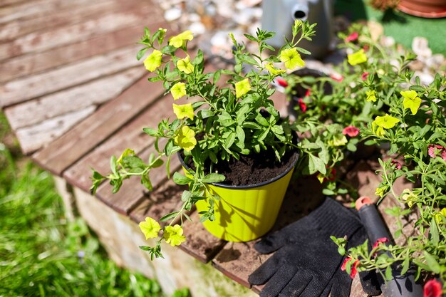 Flowers and gardening tools on wooden surface. Petunia in a basket and garden equipments. Spring garden works concept.