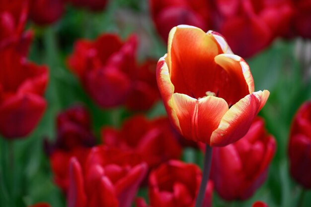 Flowers in germany