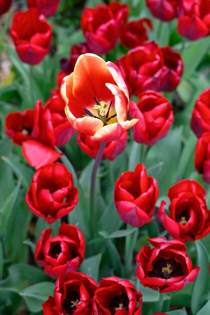 Flowers in germany