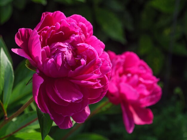 Photo flowers in germany