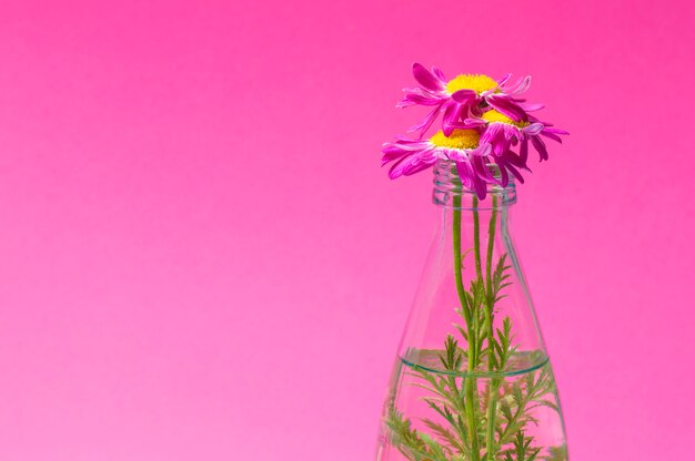 Flowers in a glass bottle on a pink background