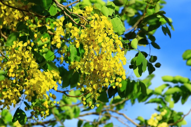 Golden Shower Tree 또는 Indian Laburnumor 또는 Pudding Pipe Tree의 꽃이 나뭇가지에 피어 있습니다.
