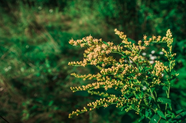 ぼやけた緑のフィールドからの背景にアキノキリンソウの花