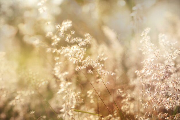 Flowers grass,blurred background and vintage toned.