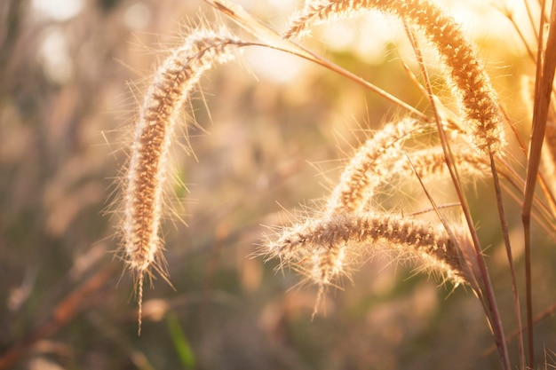 The flowers of the grass that bloom in the summer