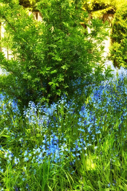 Flowers grass and trees growing in a yard garden or in a nature park during summer Landscape scenic and beautiful view of flora blossoming in a natural environment backyard or field in spring