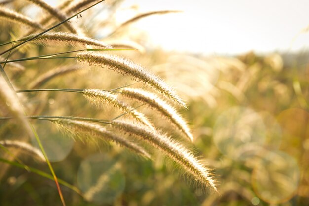 Erba dei fiori con il sole per lo sfondo