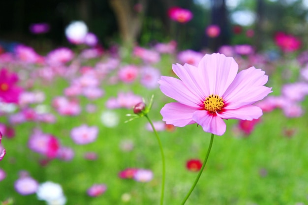 flowers in the grass