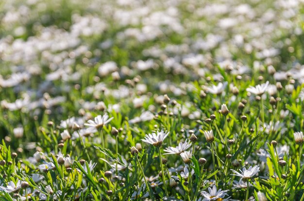 Flowers grass