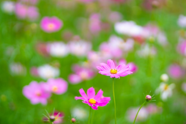 flowers in the grass