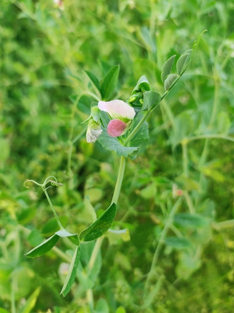 flowers in the green grass fields