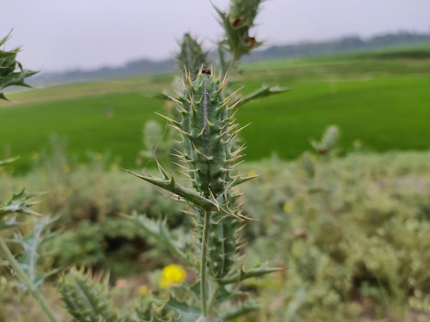 Foto fiori nei campi di erba verde