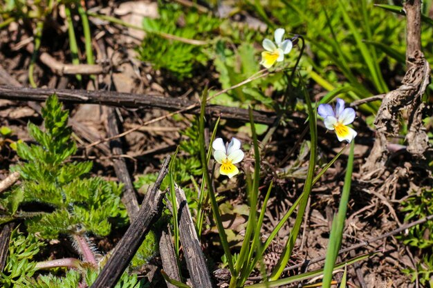 Flowers in green grass