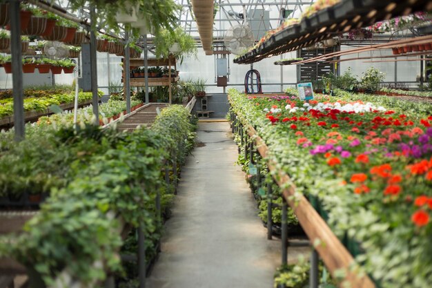 Flowers in greenhouse