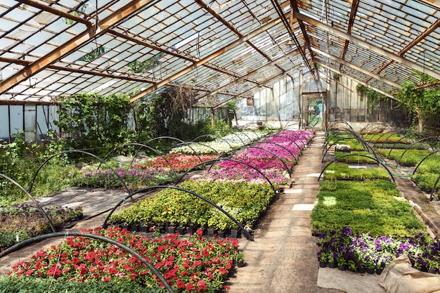 Flowers in greenhouse