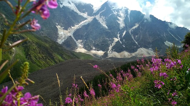 flowers grow at the foot of the mountains