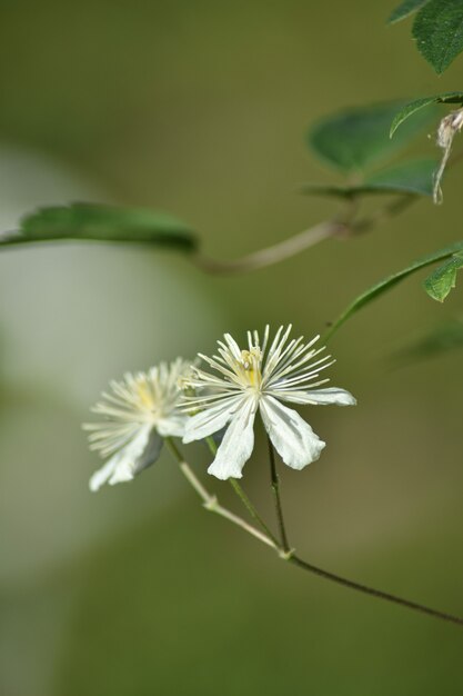 flowers grow in the summer garden